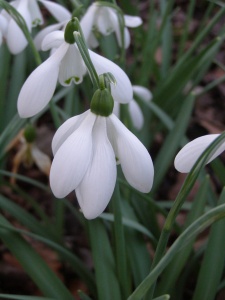 Galanthus Mrs Thompson'